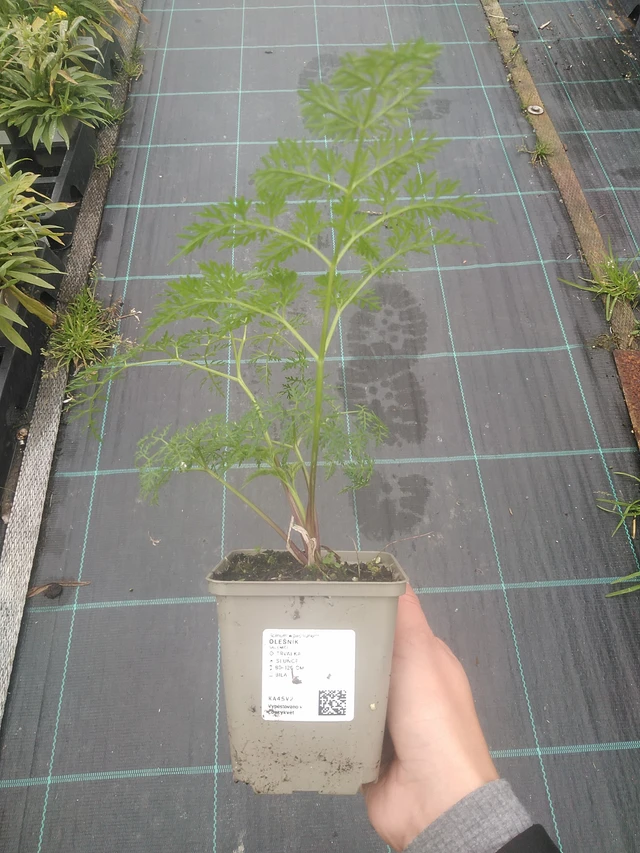 Suoputki - 10. 10. 2025