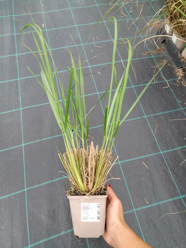 Sulkahirssi Cassian - 10. 9. 2025