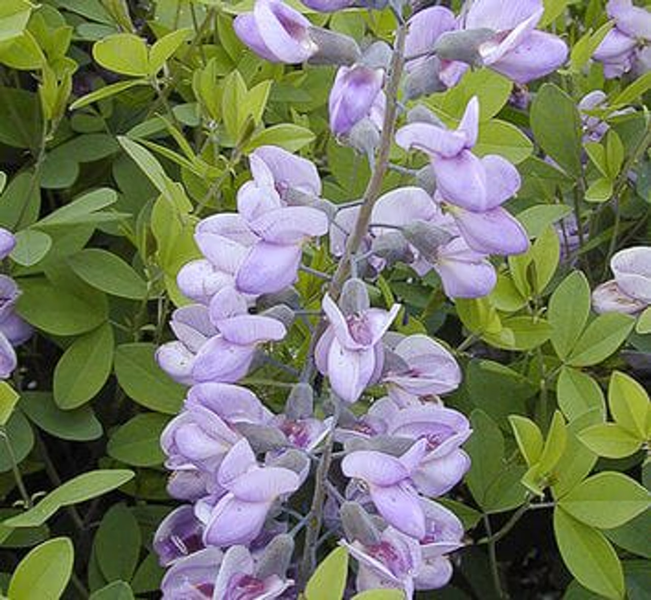 Baptisia Minor, Loukykvět