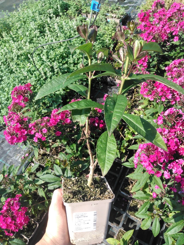 Syysleimu Sweet Summer Wine - 2024