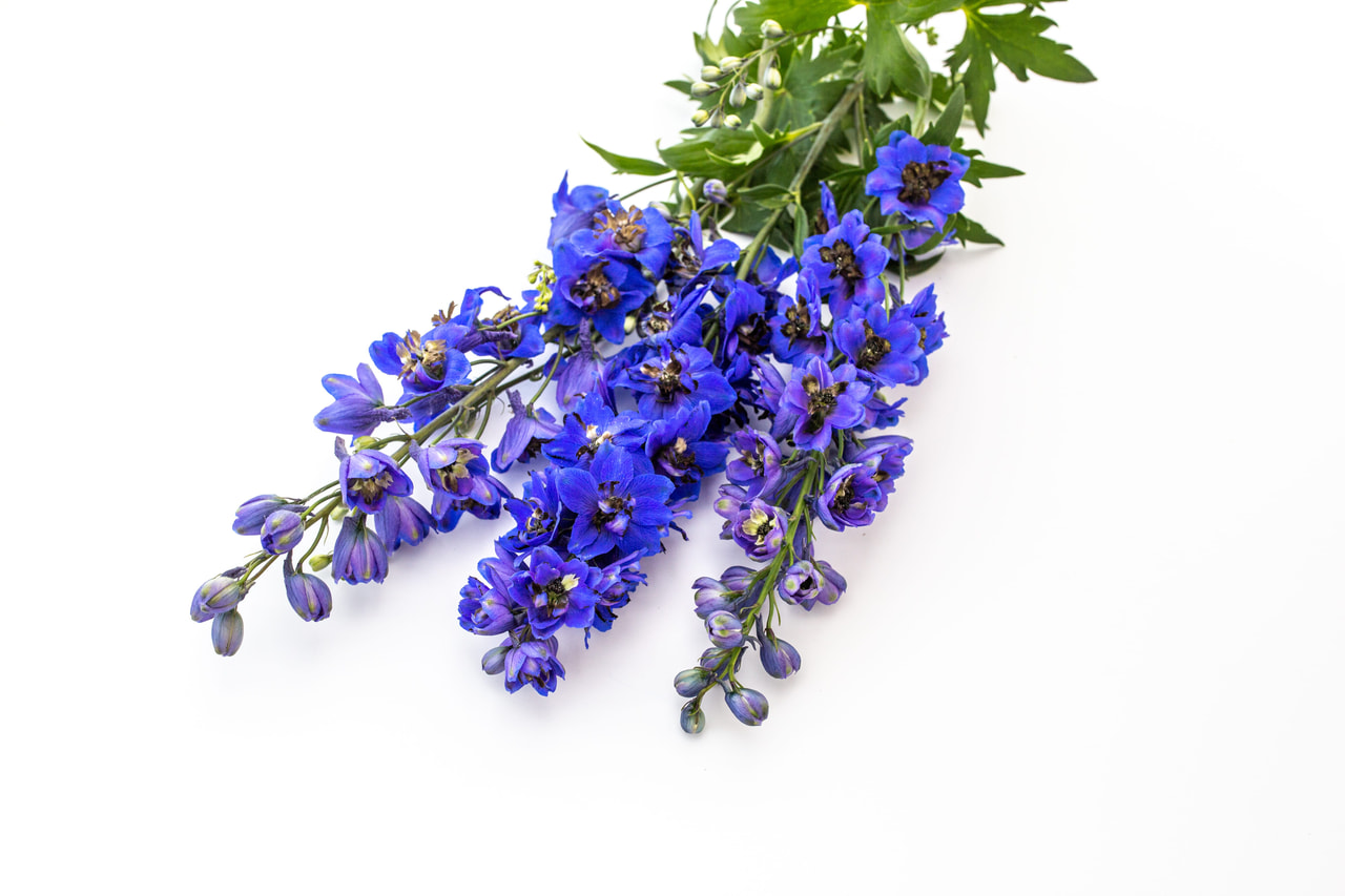 Larkspur Benary’s Pacific Blue Jay, Loukykvět