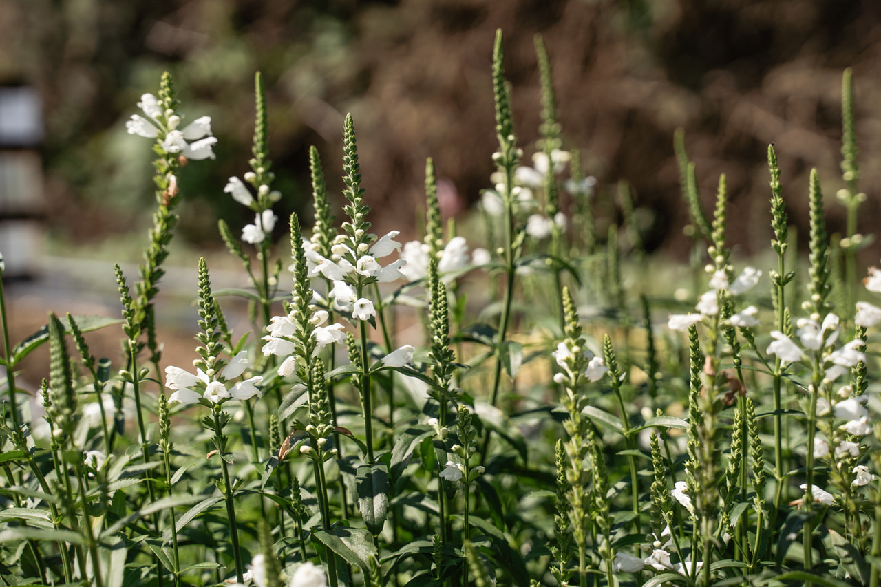 Kellopeippi Alba, Loukykvět