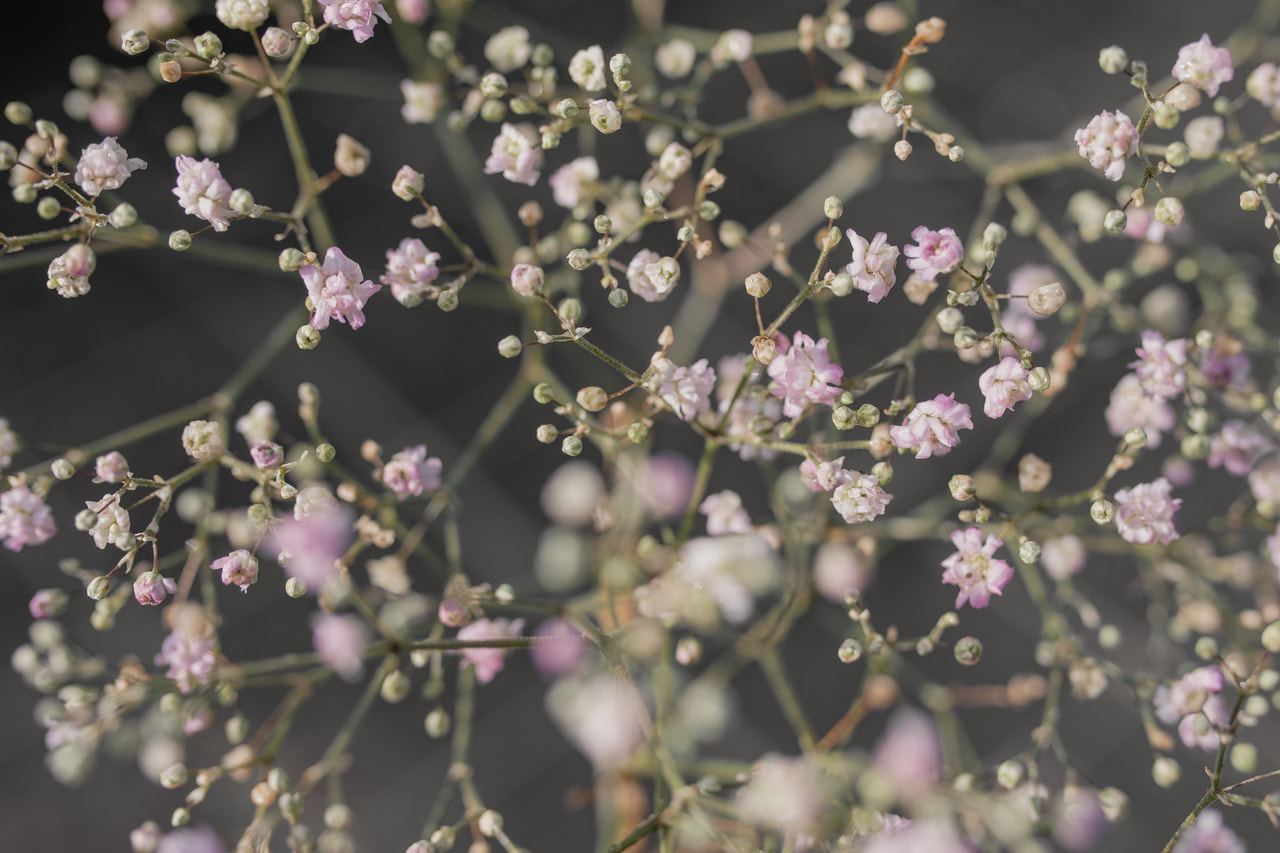 Morsiusharso Flamingo, Loukykvět