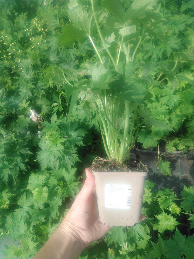 Jaloritarinkannus Magic Fountains White (Dark Bee) - 2024