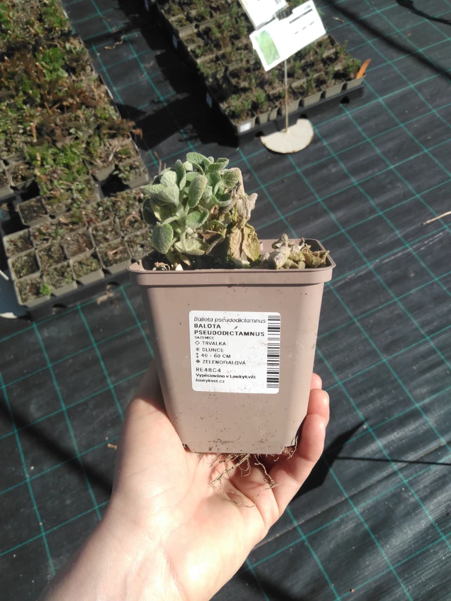 Vale-erakonyrtti - 3. 4. 2025