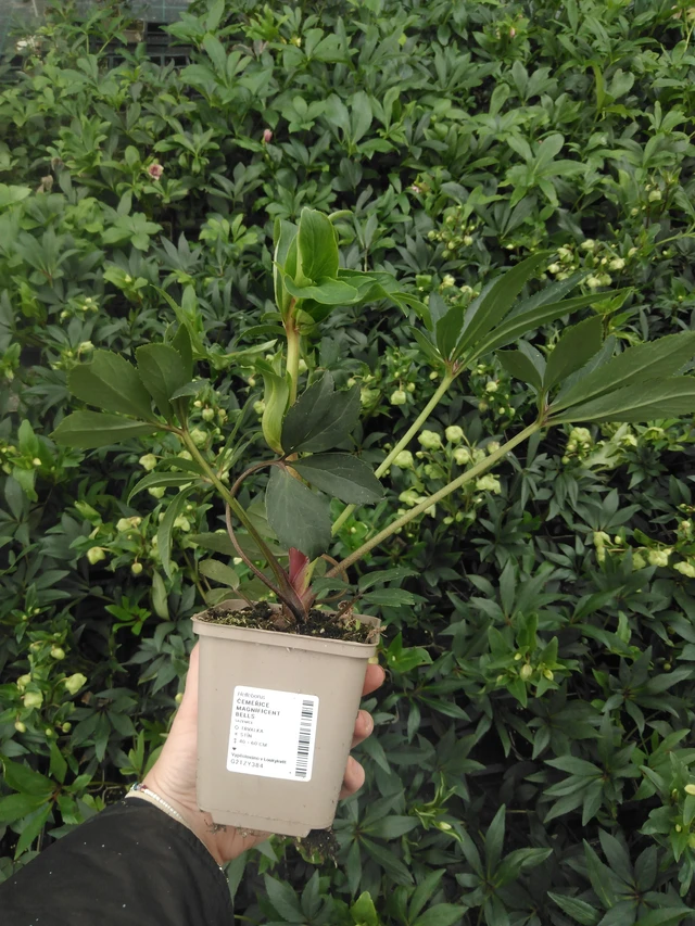 Jouluruusu Magnificent Bells - 2024