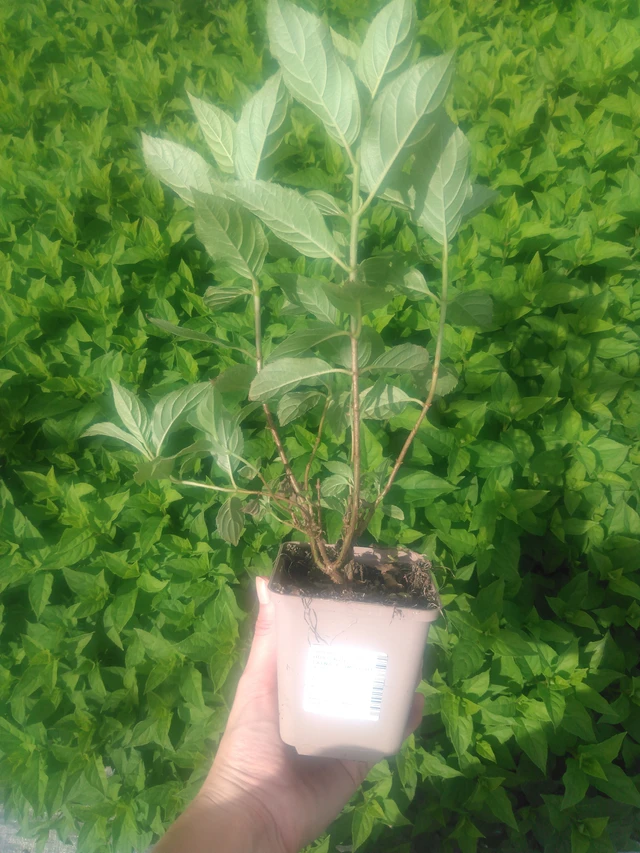 Syyshortensia Limelight - 2024