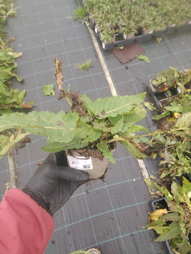 Salvia pratensis Rose Rhapsody - 23. 10. 2025