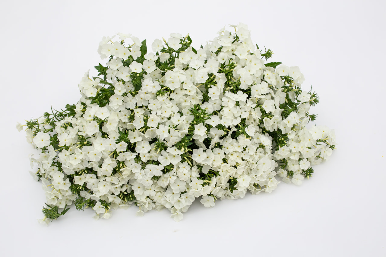 Floks Alba, Loukykvět