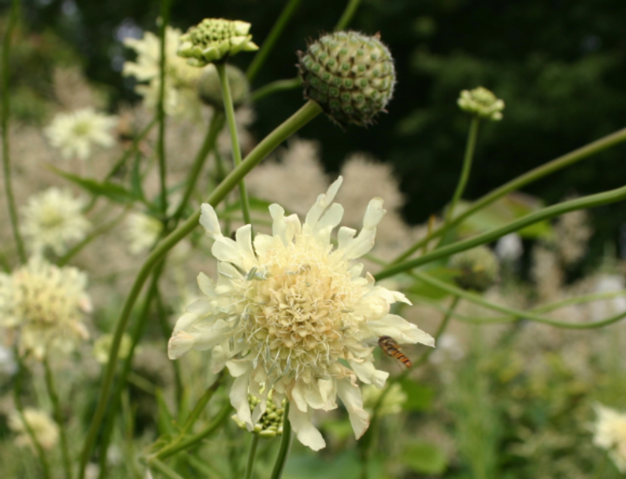 Kirahvinkukka, Loukykvět