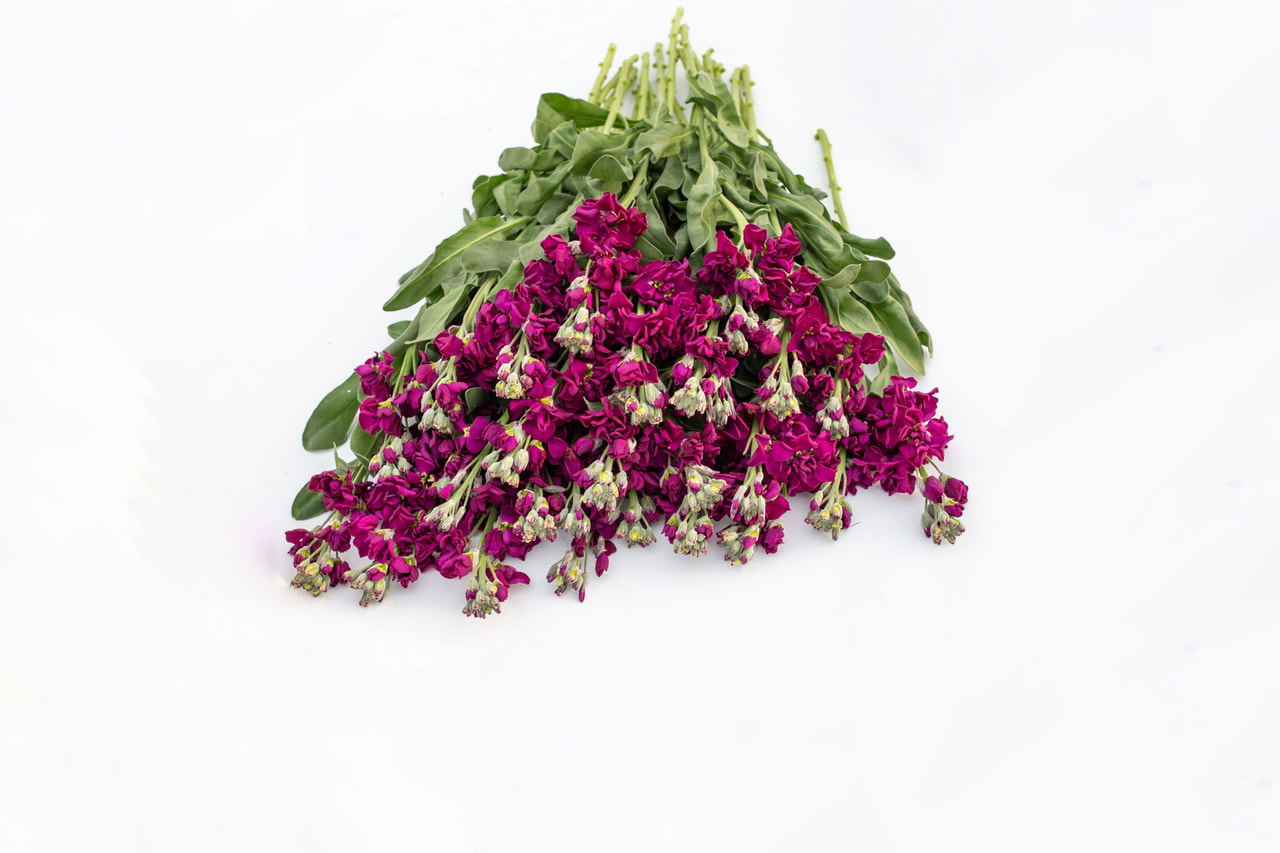 Alhelí Katz Purple, Loukykvět