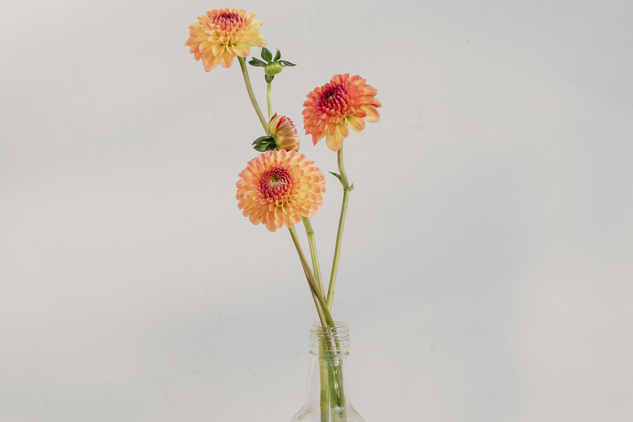 Daalia Bonanza, Loukykvět