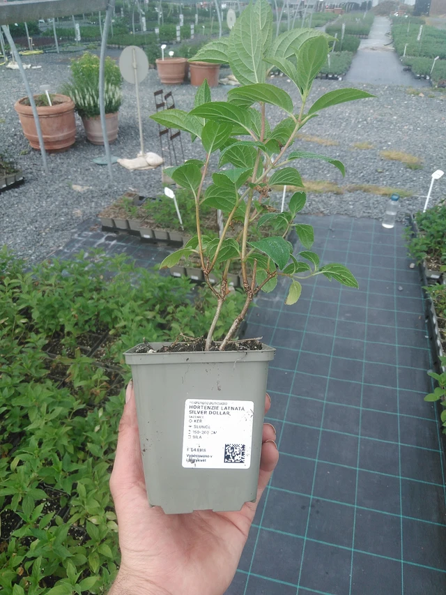 Pluimhortensia Silver Dollar - 2. 6. 2026