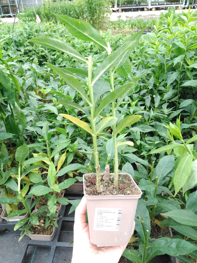 Kiiltoleimu Duchess of York - 2024