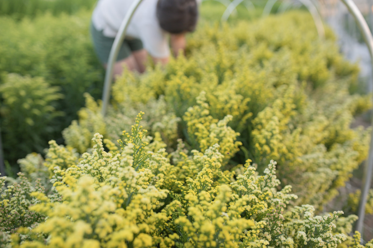 Vara de oro Solar Glory, Loukykvět