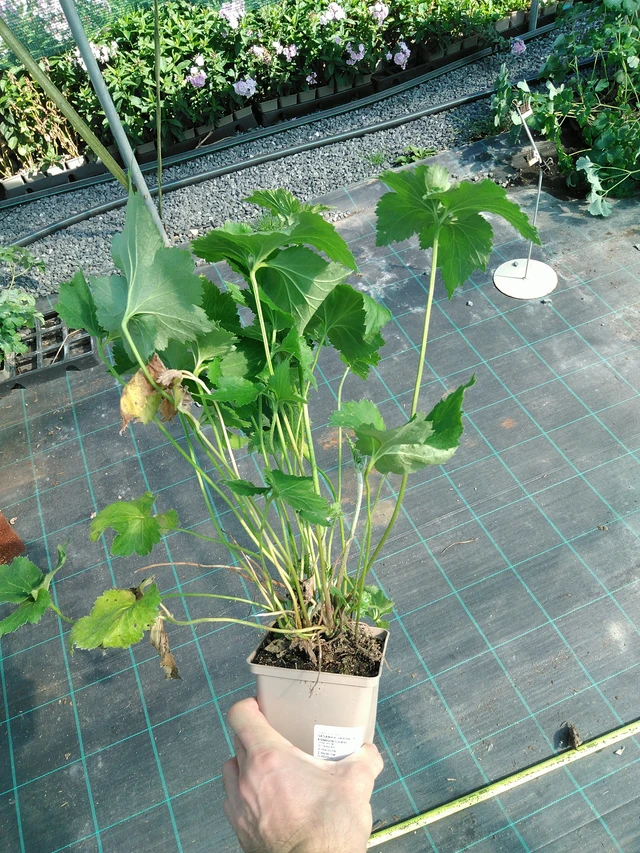 Syysvuokko Königin Charlotte - 19. 8. 2025