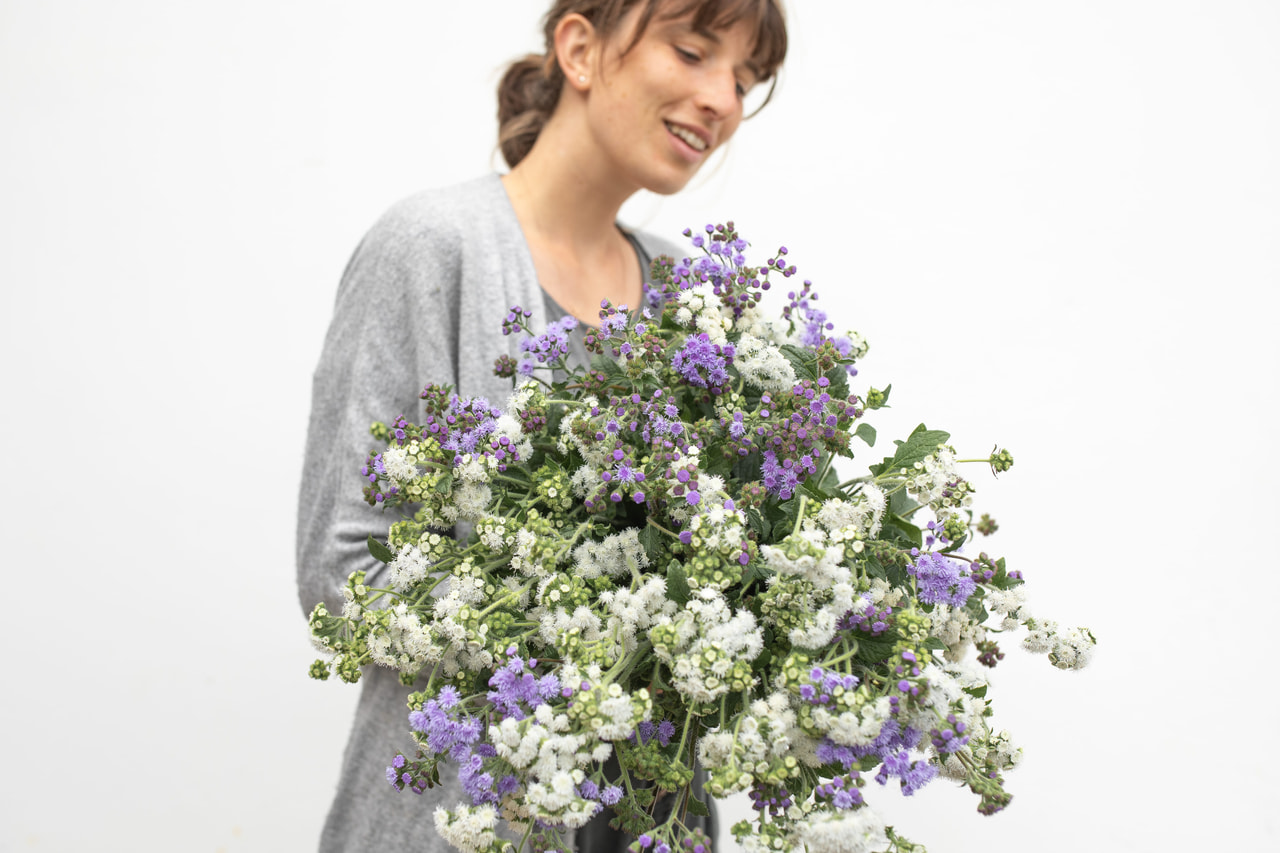 Sinitähtönen Frosted Mix, Loukykvět