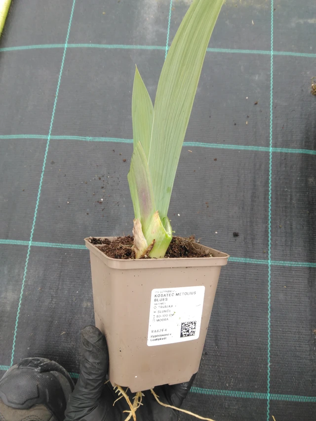 Kurjenmiekka Metolius Blues - 1. 4. 2026