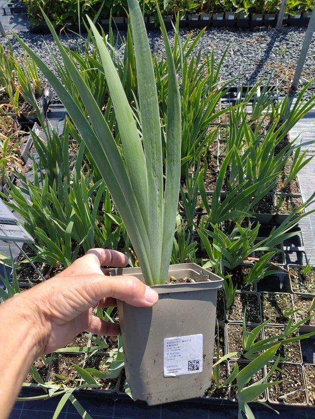 Iiris White Knight - 16. 7. 2026