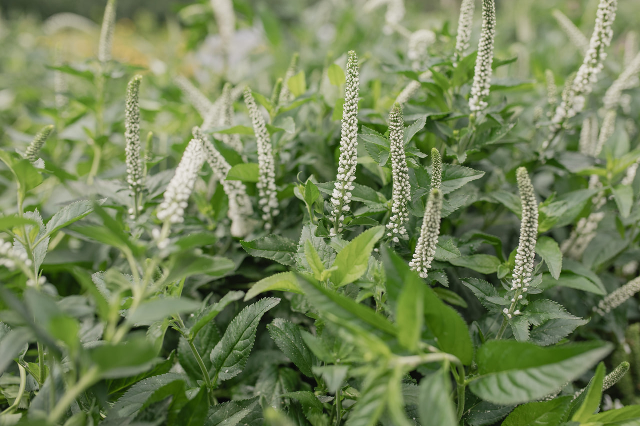 Tädyke Skyler White, Loukykvět