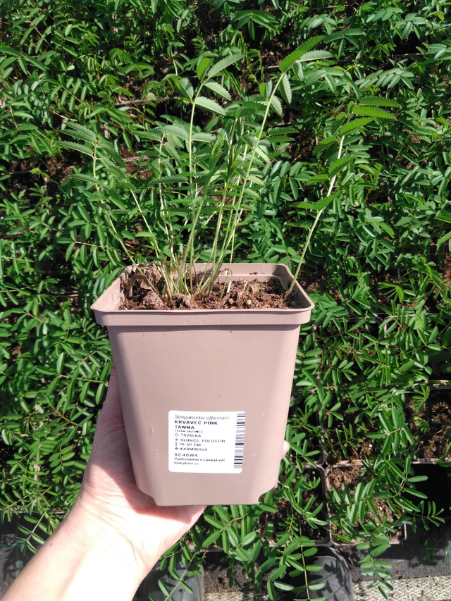 Sanguisorba Pink Tanna - 2024