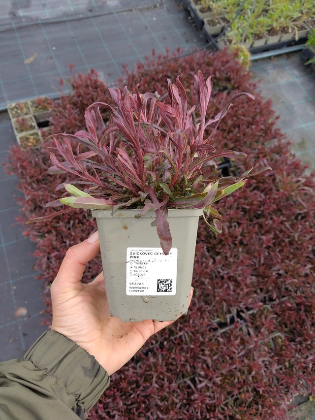 Svíčkovec Geyser® Pink - 13. 5. 2026