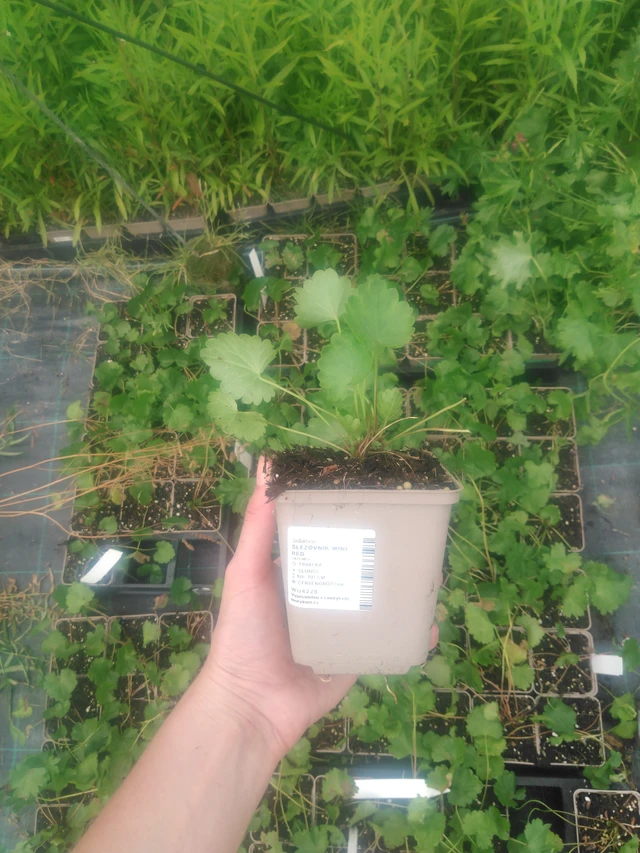 Sidalcea Wine Red - 2024