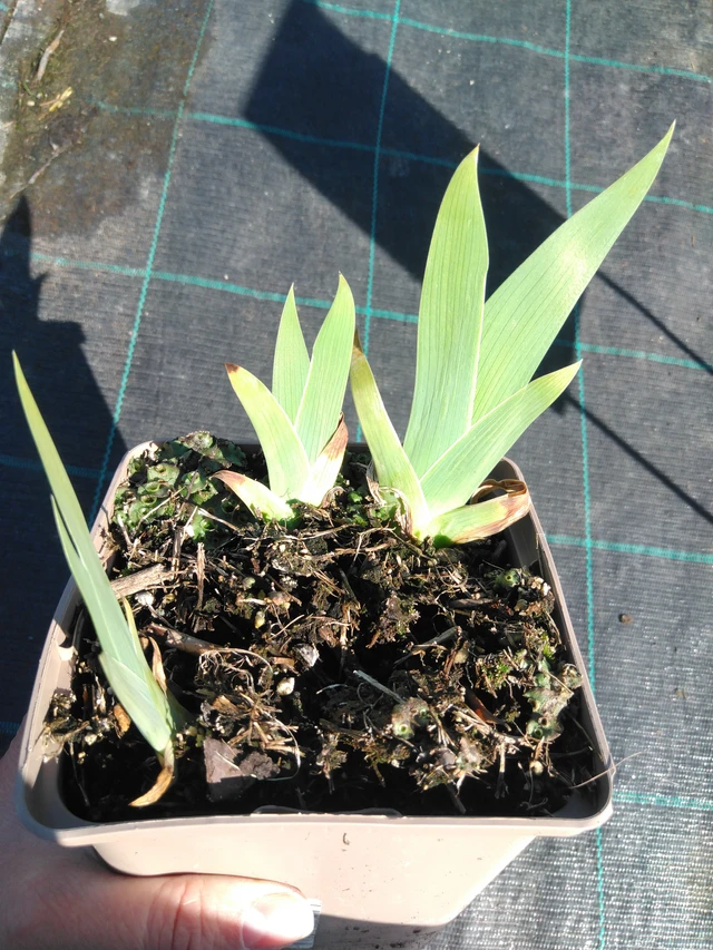 Tarhakurjenmiekka Immortality - 3. 4. 2025