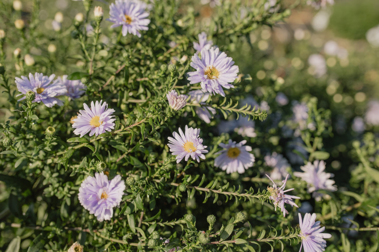 Syysasteri Brigitte, Loukykvět