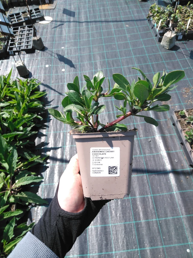 Kosmoskukka Cherry Chocolate - 13. 5. 2025