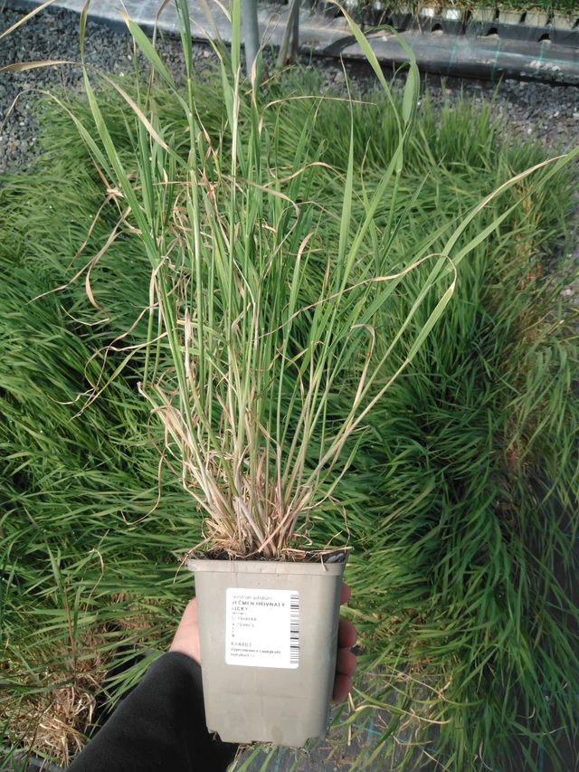 Partaohra Ricky - 13. 5. 2025