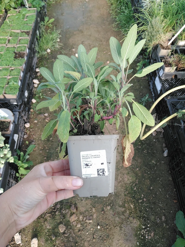 Šalvěj lékařská Grower's Friend - 19. 8. 2025
