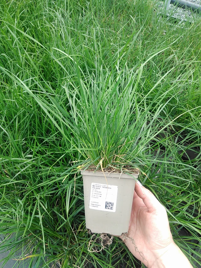 Metlice trsnatá Palava - 9. 6. 2025