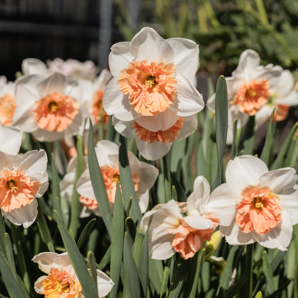 Narcis Precocious, Loukykvět