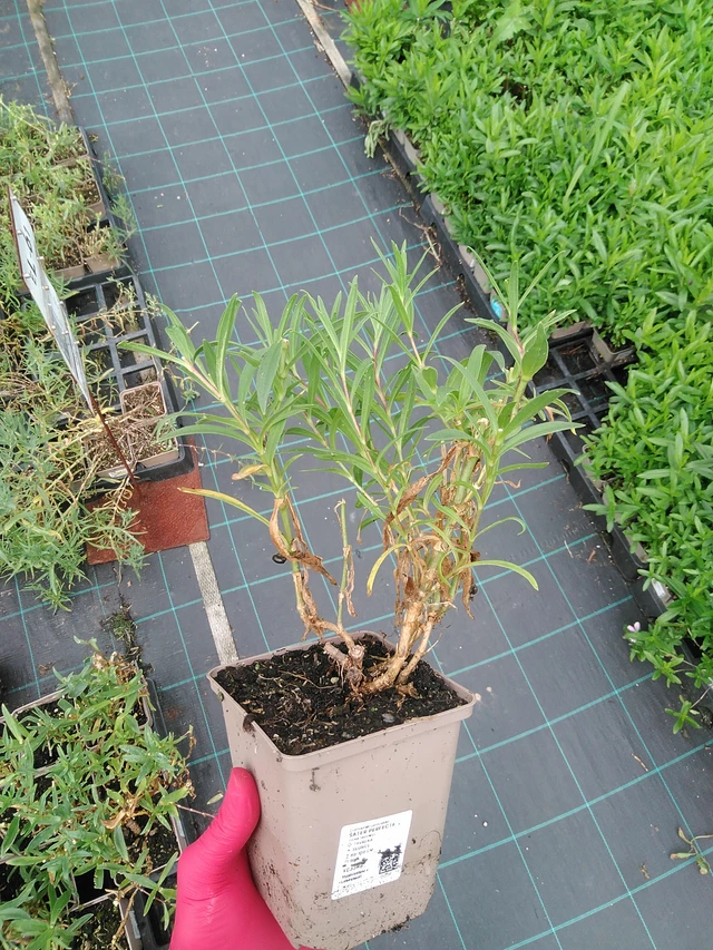 Morsiusharso Perfecta - 29. 7. 2025