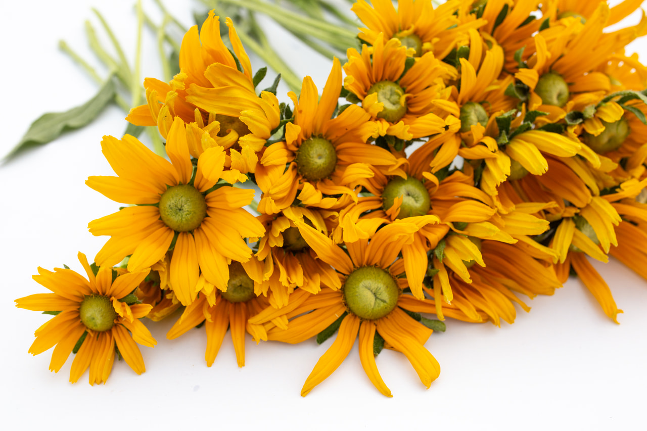 Rudbeckia Irish Eyes, Loukykvět