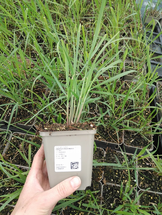 Lännenhirssi - 9. 6. 2025