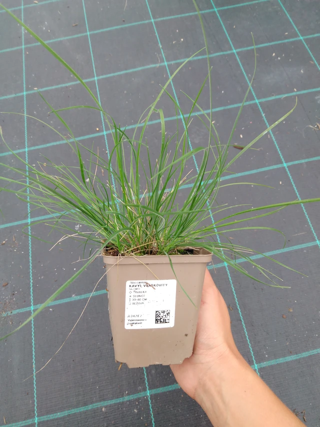 Hiushöyhenheinä - 10. 9. 2025