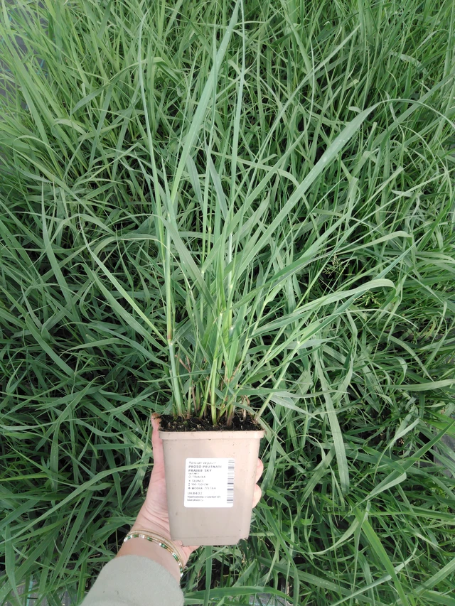 Virginianhirssi Prairie Sky - 2024