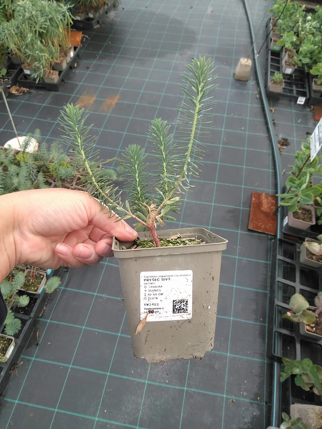 Euphorbia myrsinites - 11. 7. 2025