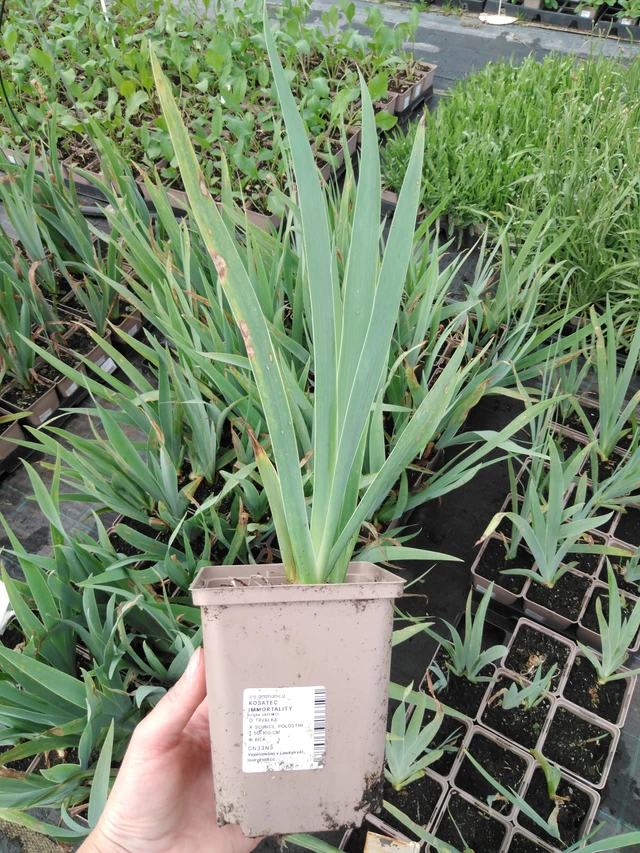 Tarhakurjenmiekka Immortality - 2024