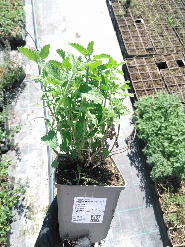 Kissanminttu Walker’s Low - 19. 8. 2025