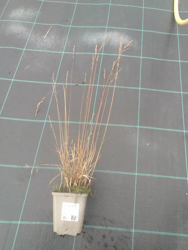 Molinia Edith Dudszus - 10. 10. 2025