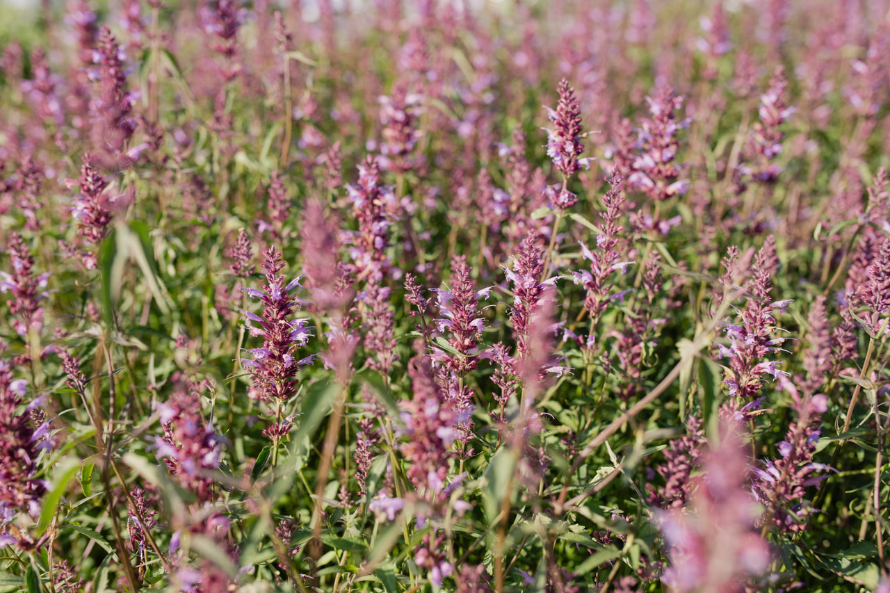 Iiso Linda, Loukykvět