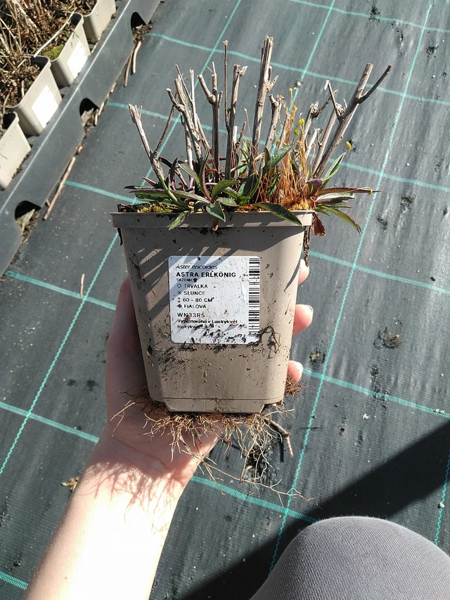 Asteri Erlkönig - 7. 4. 2026