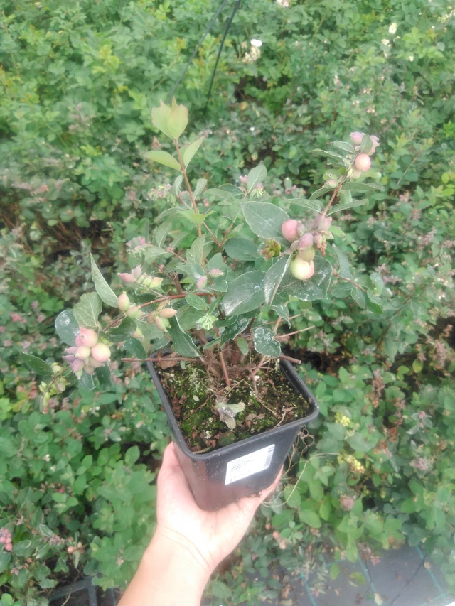 Symphoricarpos Magical Ruby Giant - 2024
