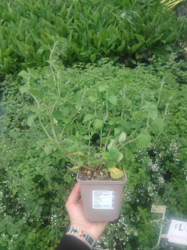 Käenminttu White Cloud  - 2024