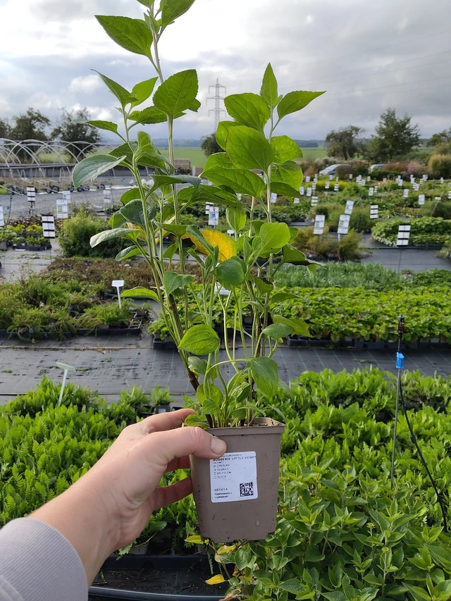 Päivänhattu Little Henry - 9. 10. 2025