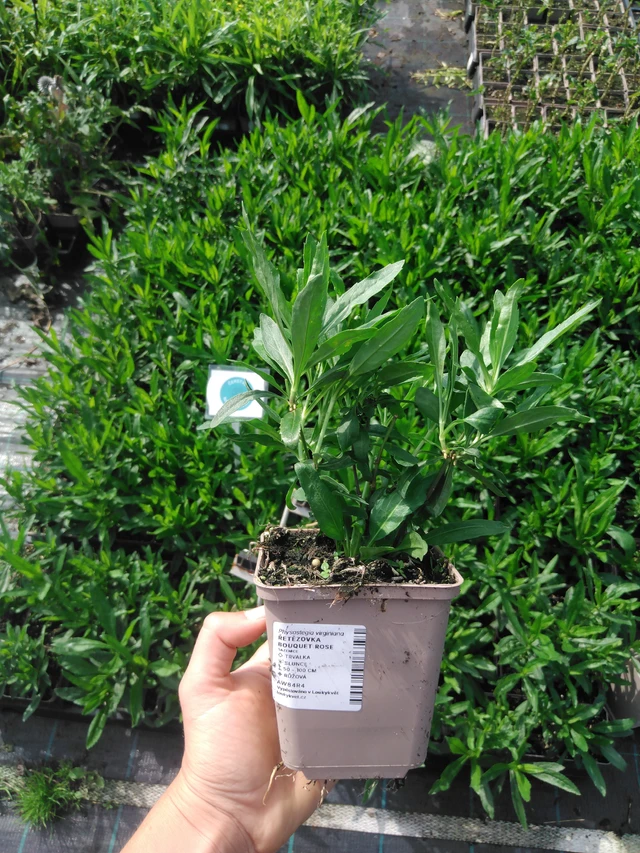 Kellopeippi Bouquet Rose - 2024