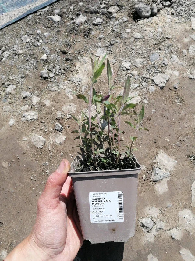 Menta de montaña americana Pilosum - 2024